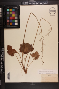 Heuchera americana image