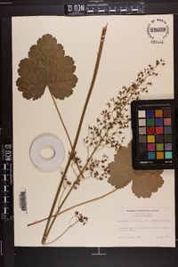 Heuchera americana image