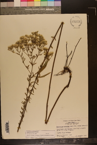 Eupatorium mohrii image