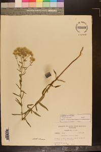 Eupatorium recurvans image