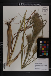 Andropogon glomeratus image