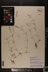 Eragrostis hypnoides image