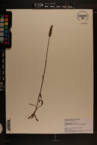 Spiranthes cernua image