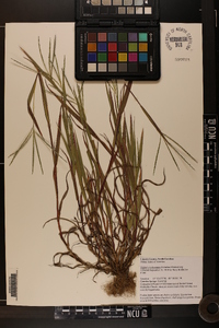 Digitaria ischaemum image