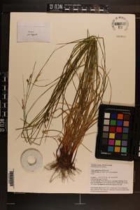 Carex caroliniana image