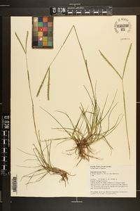 Paspalum notatum image