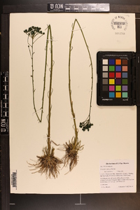 Polygala cymosa image