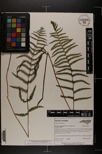 Thelypteris palustris var. pubescens image