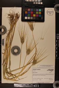 Hordeum vulgare image