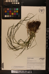 Festuca subverticillata image