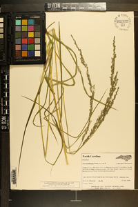 Glyceria melicaria image