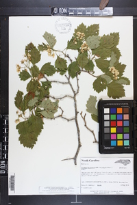 Crataegus chrysocarpa image