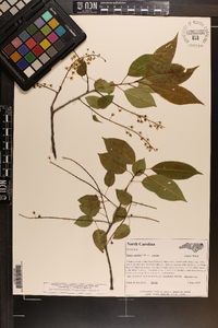 Prunus serotina var. serotina image