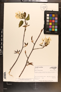 Amelanchier laevis image