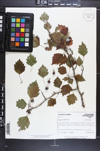 Crataegus iracunda image