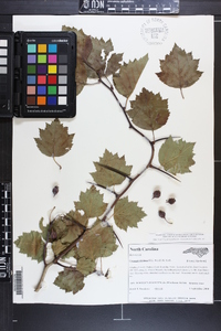 Crataegus pruinosa image