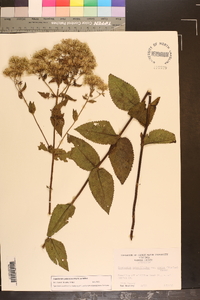 Eupatorium pubescens image