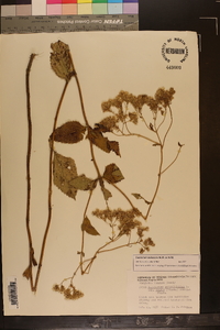 Eupatorium pubescens image