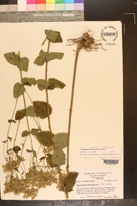 Eupatorium pubescens image