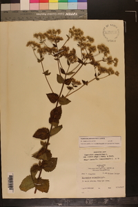 Eupatorium pubescens image