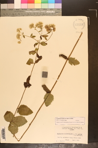 Eupatorium pubescens image