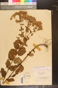 Eupatorium pubescens image