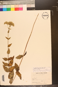 Eupatorium cordigerum image