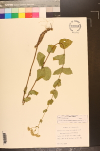 Eupatorium pubescens image