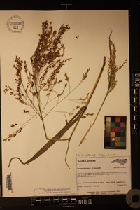 Panicum miliaceum subsp. miliaceum image