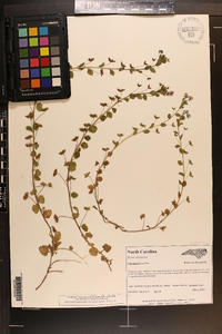 Veronica persica image