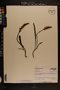 Spiranthes cernua image