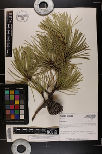 Pinus rigida image