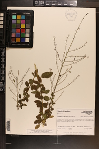 Desmodium ciliare image