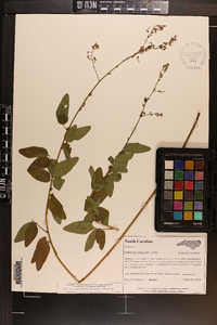 Desmodium perplexum image