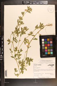 Trifolium aureum image