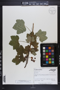 Ribes rubrum image