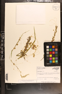 Cuscuta campestris image