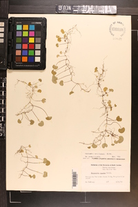 Dichondra carolinensis image