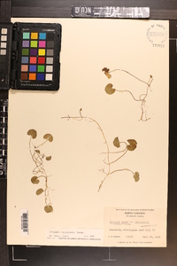 Dichondra carolinensis image