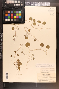 Dichondra carolinensis image