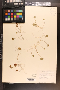 Dichondra carolinensis image