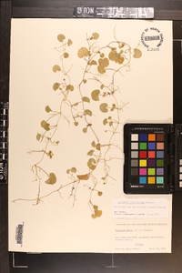 Dichondra carolinensis image