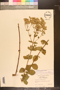 Eupatorium pubescens image