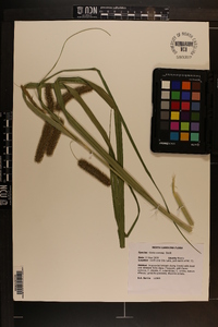 Carex comosa image