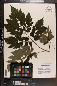 Actaea racemosa image