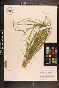 Carex impressinervia image