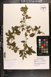 Ilex decidua var. decidua image