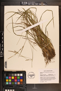 Carex impressinervia image