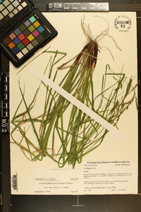 Carex debilis var. debilis image