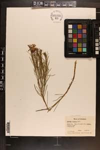 Amsonia ciliata image